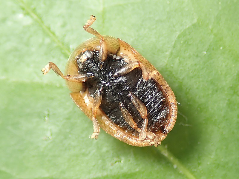 Chrysomelidae: Hypocassida subferruginea ??